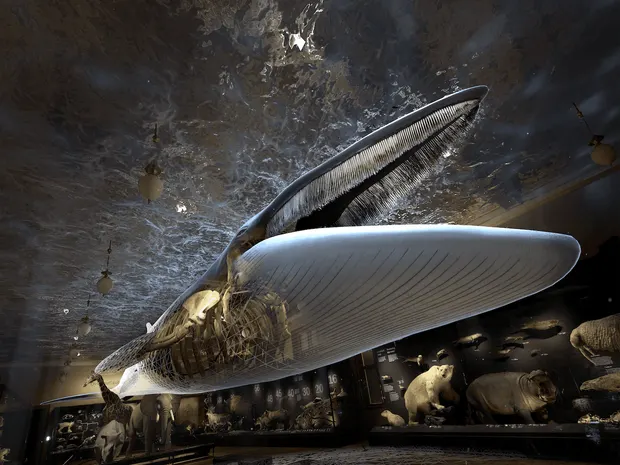 The National Museum in Prague brings one of its most iconic exhibits back to life.